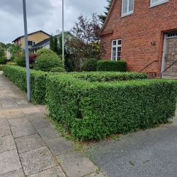 Velholdt hæk i Aalborg, som tilføjer struktur til havedesignet. Regelmæssigt havearbejde sikrer det ryddelige udseende.