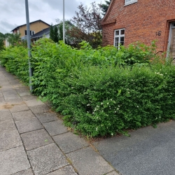 Tætklippet hæk i et hjørne ved en bolig i Aalborg. Hækken bidrager til et minimalistisk havedesign, som afgrænser ejendommen.