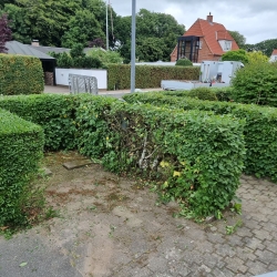 Hjørne af en trimme hæk i Hjørring, der givet et skarpt og ryddeligt look i havedesinget.