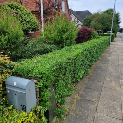 Grøn hæk langs fortovet med en haveindgang til huset i Hjørring, der viser et velholdt havedesign i en klassisk bolig