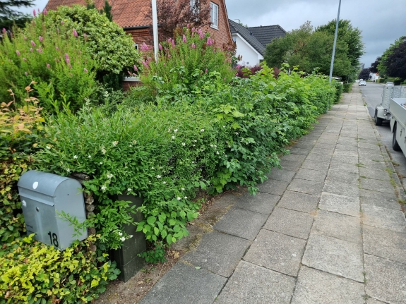 Veltrimmet hæk langs en villa, der danner en naturlig grænse til fortovet og tilføjer struktur til havedesignet i Aalborg.