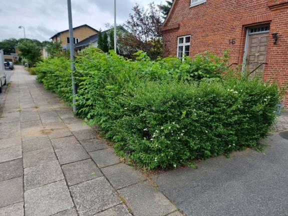 Tætklippet hæk i et hjørne ved en bolig i Aalborg. Hækken bidrager til et minimalistisk havedesign, som afgrænser ejendommen.