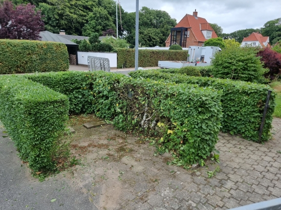 Hjørne af en trimme hæk i Hjørring, der givet et skarpt og ryddeligt look i havedesinget.