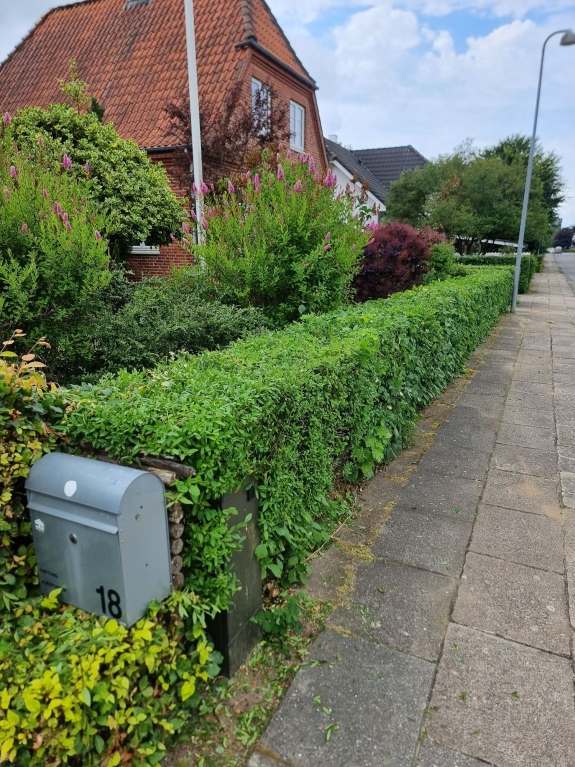 Grøn hæk langs fortovet med en haveindgang til huset i Hjørring, der viser et velholdt havedesign i en klassisk bolig